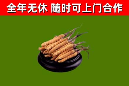凤城回收冬虫夏草