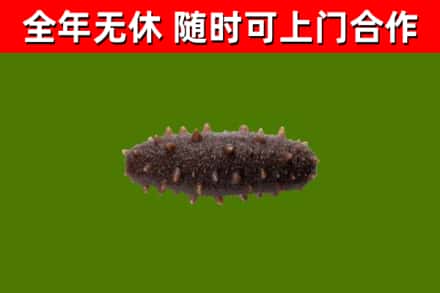 凤城回收海参干